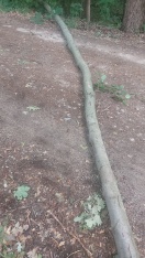 Foto: Baum 