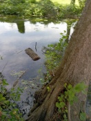 Foto: Bäume in der Berste 