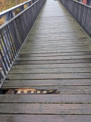 Foto: Zerbrochene Holzbalken auf der Fußgängerbrücke am Bahnhof Strausberg  