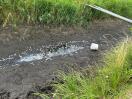 Foto: Tote Fische in Neu Lübbenau - Graben trockengelegt 
