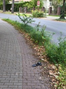 Foto: Radweg in der Kurve völlig zugewachsen! 