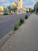 Foto: Beginnener Baumwuchs auf der Straße  