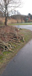 Foto: Baumschnitt liegt direkt an der Straße  