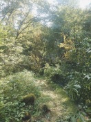 Foto: Umgestürzter Baum  