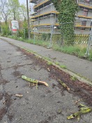 Foto: Herabfallende Äste. 