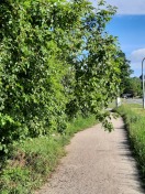 Foto: Rückschnitt Fahrradweg 