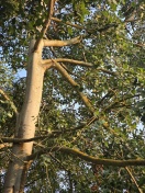 Foto: herabhängender Ast 