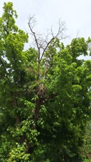 Foto: Ast vom Baum 