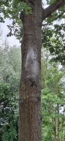 Foto: Eichenprozessionsspinner  