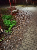 Foto: Das Laub liegt seit Monaten bei der Schranke herum und NIEMAND kümmert sich!! 