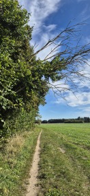 Foto: Baum abgestorben 