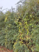 Foto: Wuchernder Hopfen 