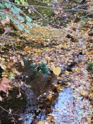 Foto: Weihnachtsbaum im Kahnegraben 