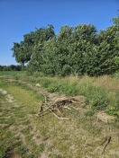 Foto: Weg durch Äste und Rasenabfall behindert  