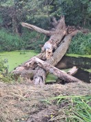 Foto: Baum in der Plane 