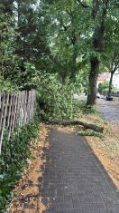 Foto: Straßenbaum Sturmschaden 