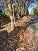 Foto: Beseitigung von Laub 