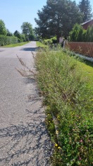 Foto: Sichtbehinderung durch ungemähten Grünstreifen  