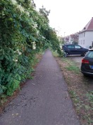 Foto: Wildwuchs 