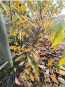 Foto: Baum zerstört Brückenbauwerk 