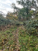 Foto: Baum liegt über dem Weg 