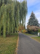 Foto: Baum behindert verkehr 