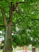Foto: Trockener Ast 