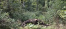 Foto: Müll im Wald abgeladen 