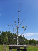 Foto: Thyrow | Thyrower Feldstraße | Streuobstwiese Waldfriedhof Thyrow  