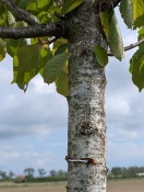 Foto: Bäume angesägt/abgesägt 