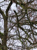 Foto: Abgebrochener Ast hängt im Baum 275 