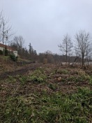 Foto: Abholzung und Uferzerstörung 