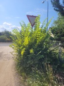 Foto: Bitte Verkerschild freischneiden 