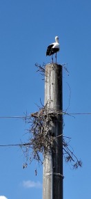 Foto: Storchennest zwischen Stromkabel Oberleitung  