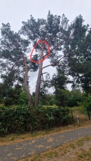 Foto: Abgeknickte Äste auf Stadtgrundstück ohne akute Gefahr  