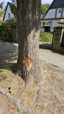 Foto: Baum beschädigt  