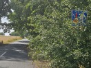 Foto: Wilder Schilderwuchs 