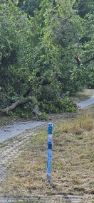 Foto: Umgestürtzter Baum Stichweg Oskar-Pollner-Str und Resedastr. 
