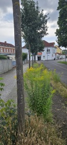 Foto: Unkraut Meterhoch 