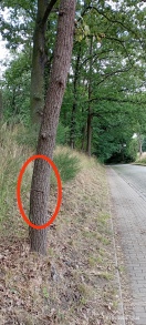Foto: Baum angesägt 