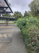 Foto: Rückschneidung von Sträuchern 