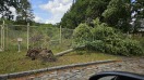 Foto: umgestürzter Baum 