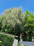Foto: Gefahr durch Baum 
