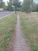 Foto: Zugewachsener Gehweg  