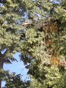 Foto: Loser Ast im baum 