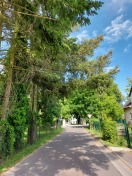 Foto: &quot;Gefährdung durch vertrockneten Baumwuchs über öffentliche Straße&quot; 