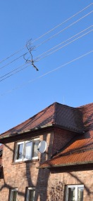 Foto: Ast hängt in der Stromleitung 