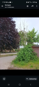 Foto: Abgebrochene Baumkrone 
