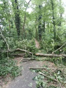 Foto: Baum auf Fahrradweg 