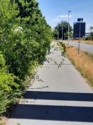 Foto: Freischnitt Radweg  